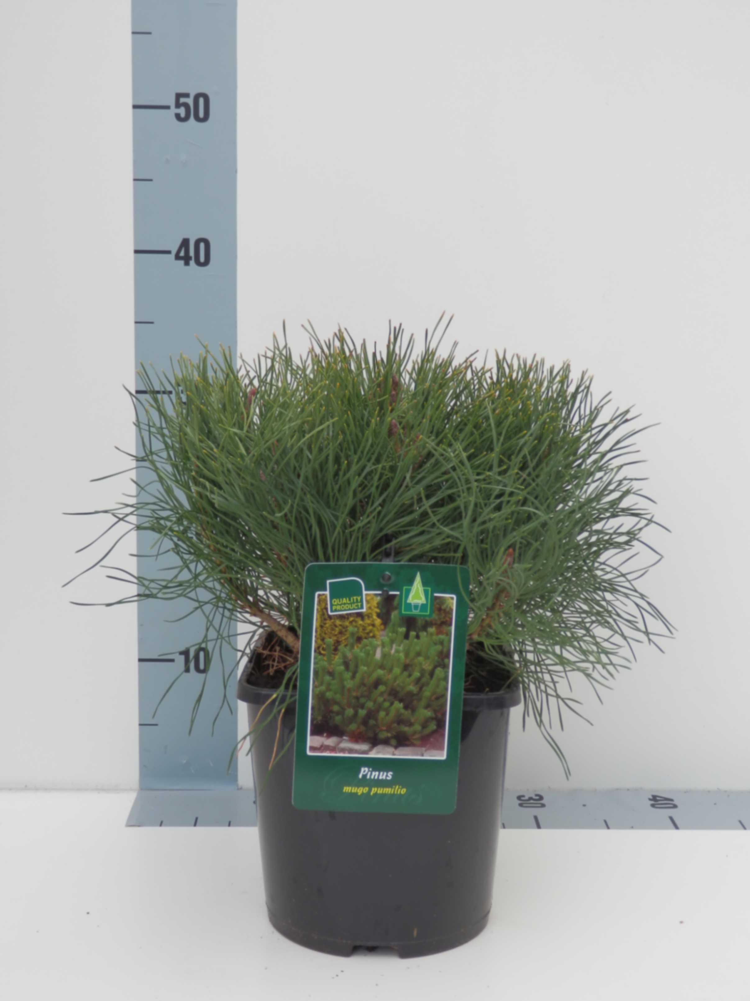 Сосна горная Пумилио